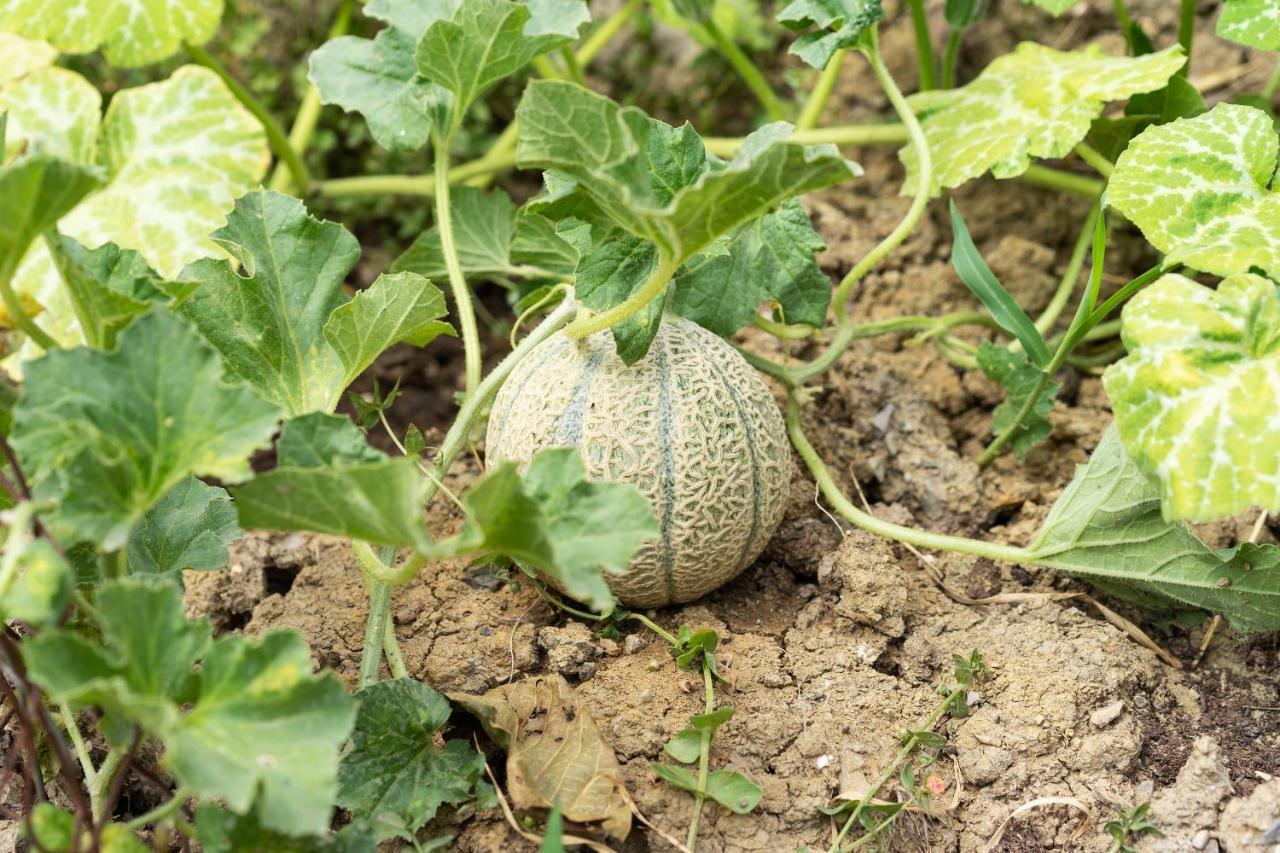 La Fabbrichina Il Luogo Della Pace Leilighet Camporbiano Eksteriør bilde